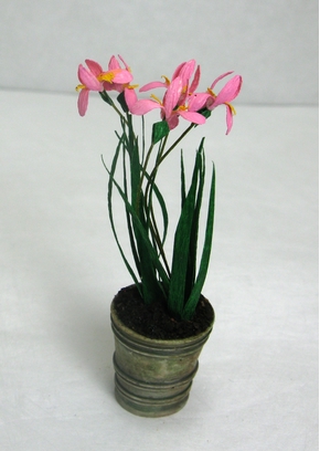 Pink Iris in Pot - Click Image to Close